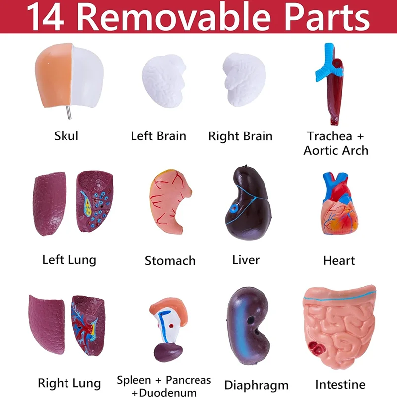 Lernmodelle für die menschliche Anatomie – 15-teiliges abnehmbares 11-Zoll-Anatomiemodell menschlicher Torso mit internen Organen für Studenten