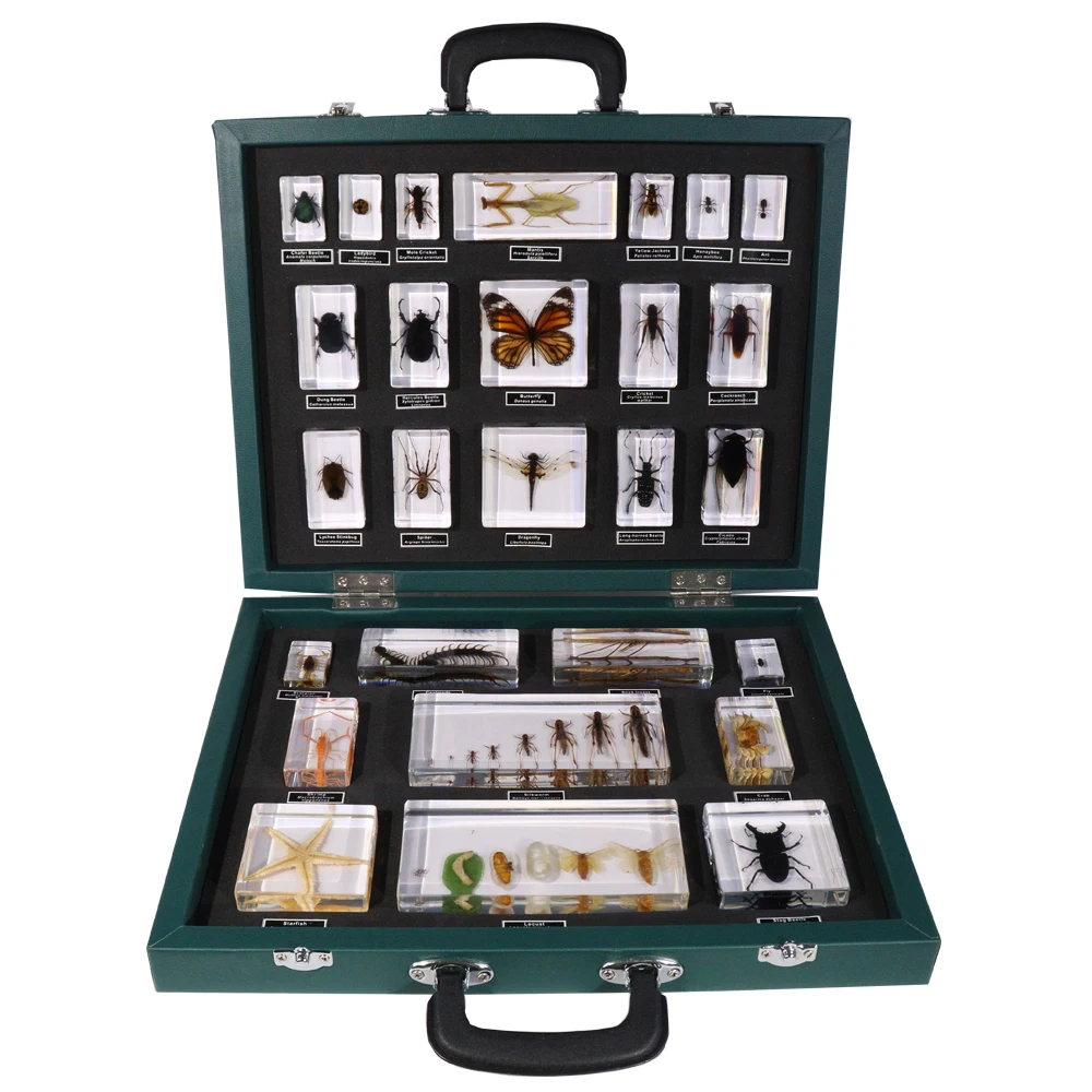 Educational Taxidermy Paperweight Insect Resin Specimen Hot Selling Teaching Tool for Science Learning