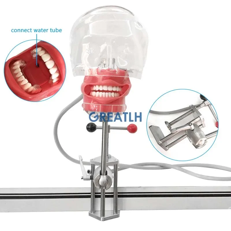 Dental Simulator Phantom Manikin Table Type Phantom Head Model Dentist Teaching Instrument
