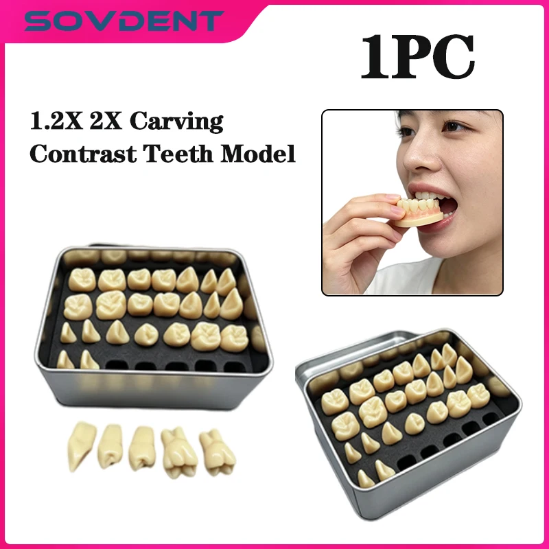 1Box Teeth Carved Teaching Model And Practice Tooth Carving Teaching Comparison Model Pit And Fissure Caries 28 Teeth