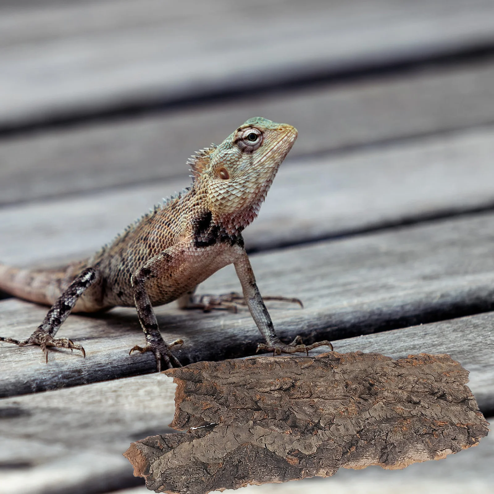 

4Pcs Reptile Bark Climbing Platform Natural Tree Decor Terrarium Landscape Reptile Accessories Safe Climbing Hide