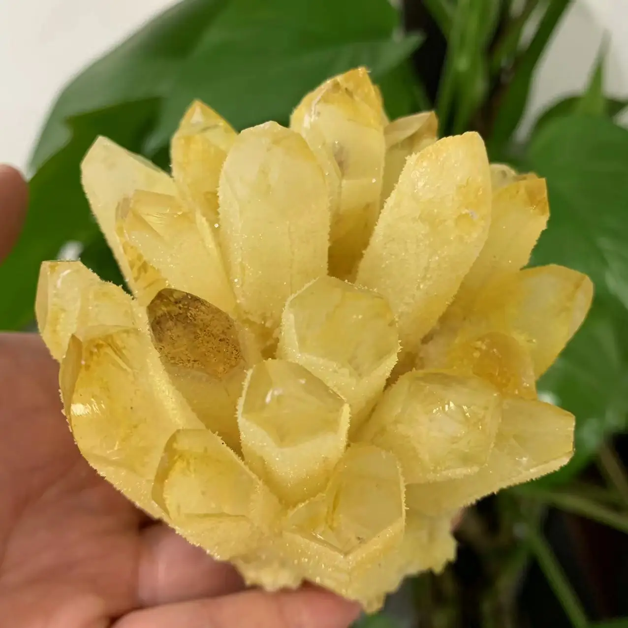 Natural Citrine Phantom Quartz Crystal Cluster Healing Specimen