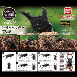 BANDAI Original Japan Gashapon Cute Simulation Insects 06 Assembled Beetle Model Figurine Kawaii Anime Figure Capsule Toys Gift