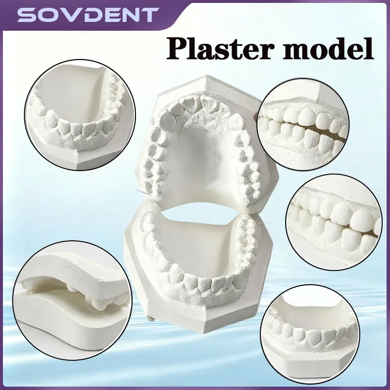 Dental Implant Teaching Model Maxillary Mandibular Sinus Model Soft Gums Teeth Model For Dentist Practice Studying Tools