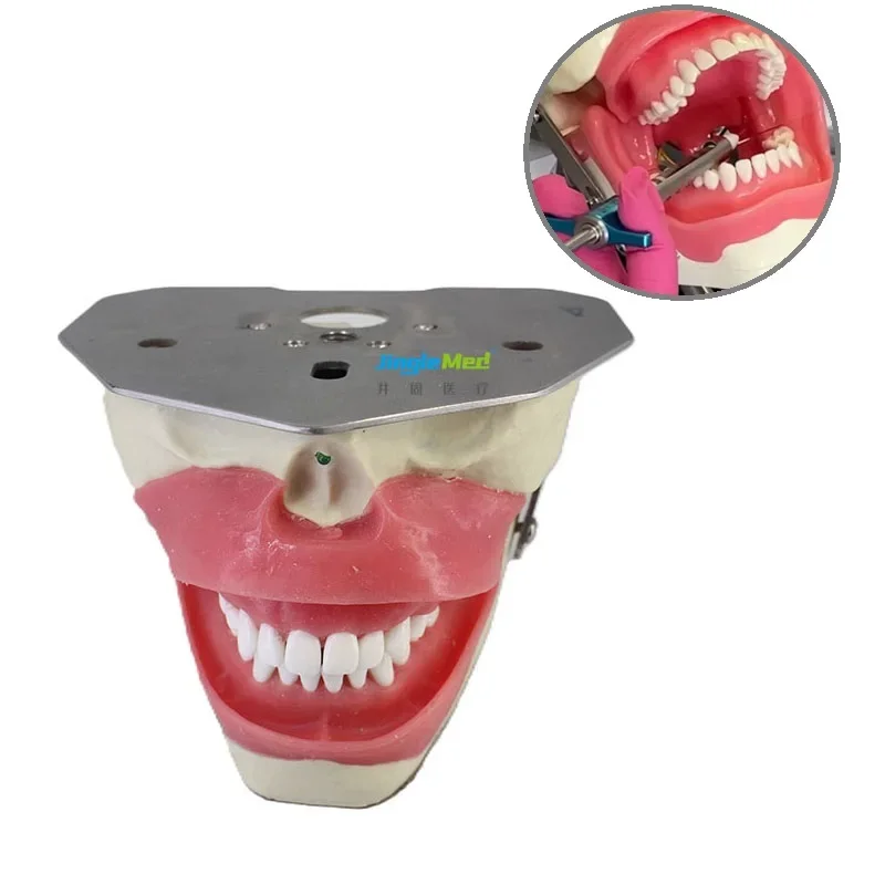 Medical teaching model  oral anaesthesia training manikin