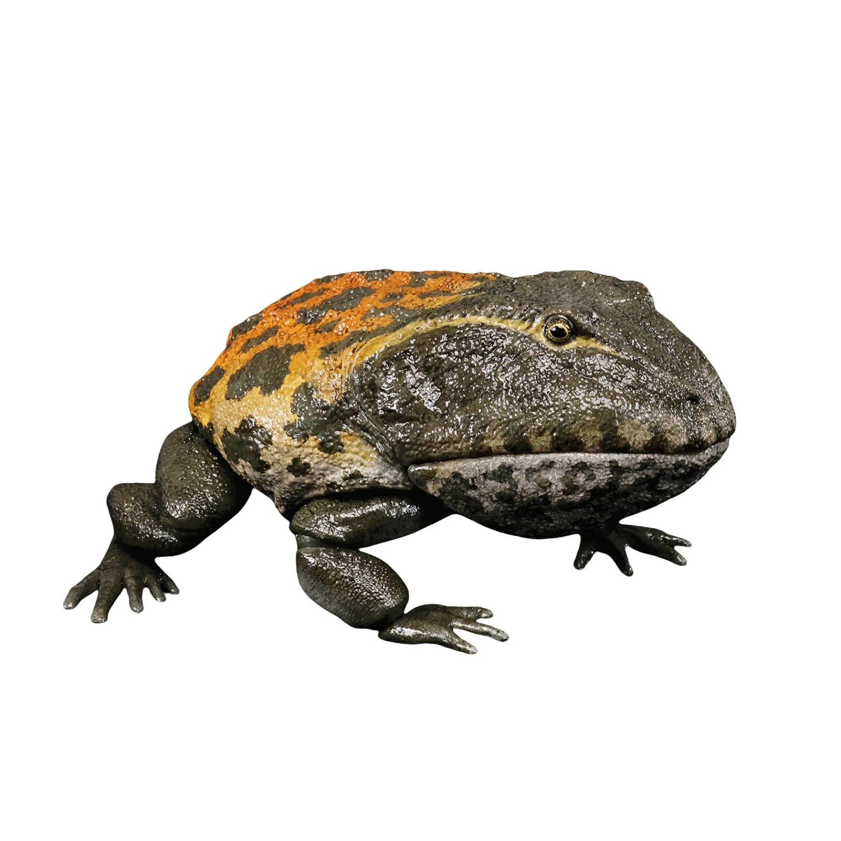 

REBOR масштаб 1:2 Beelzebufo модель ПВХ фигурка животного коллекция украшение сцены подарок на день рождения игрушки для взрослых