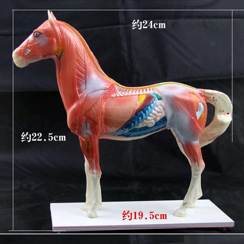 Horse Model Horse Anatomy Acupoint Model Horse Anatomy Model Teaching Practice Training Animal Model 1 Pcs