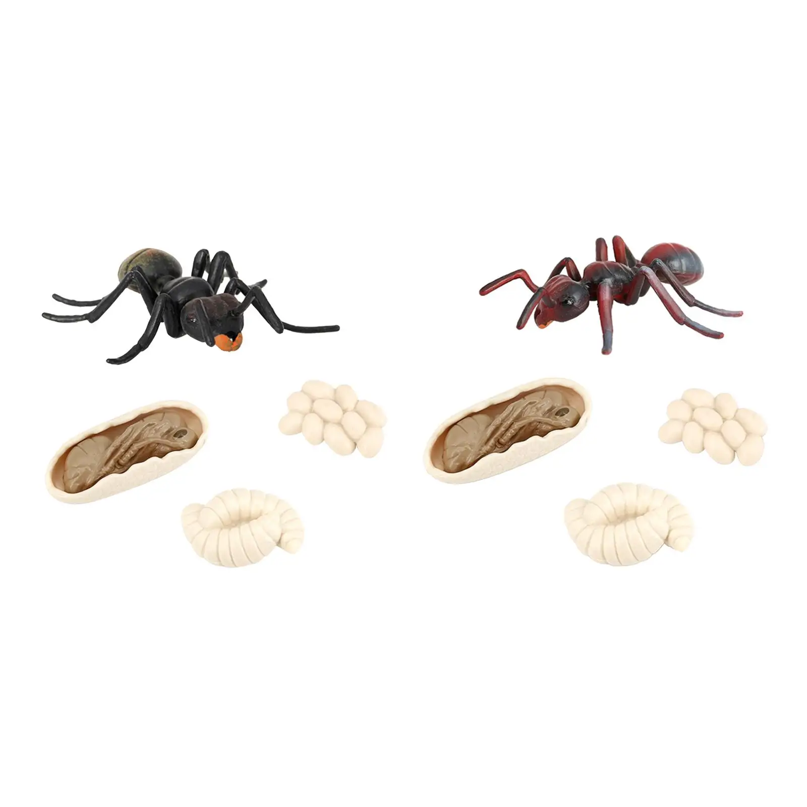 Toy Growth Cycle Model Set Ant Figures for Kids Classroom Education