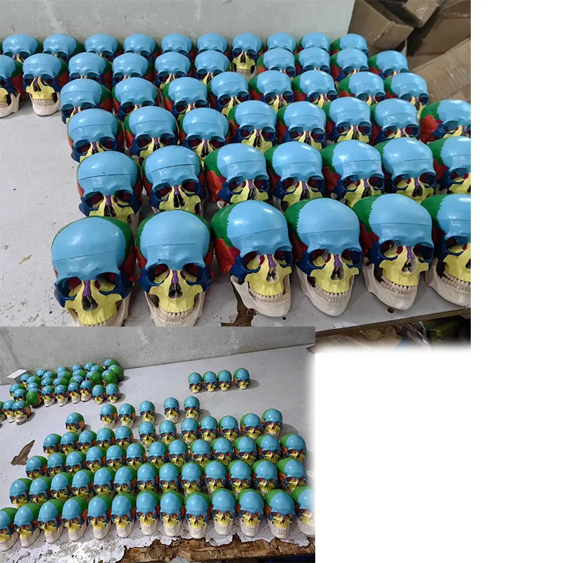 Life Size Colorful Human Skull Model Anatomical Anatomy Medical Teaching Skeleton Head Studying Teaching Supplies