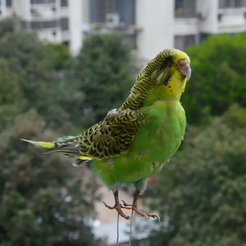 Taxidermy-Eurasian Green Color Melopsittacus undulatus, Budgerigar Budgie, Parrot specimen Teaching, Decoration, Wait