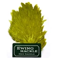 hens olive