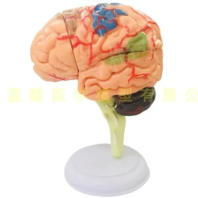 Brain cortex partition model of human brain organs nervous system anatomical model of brain model