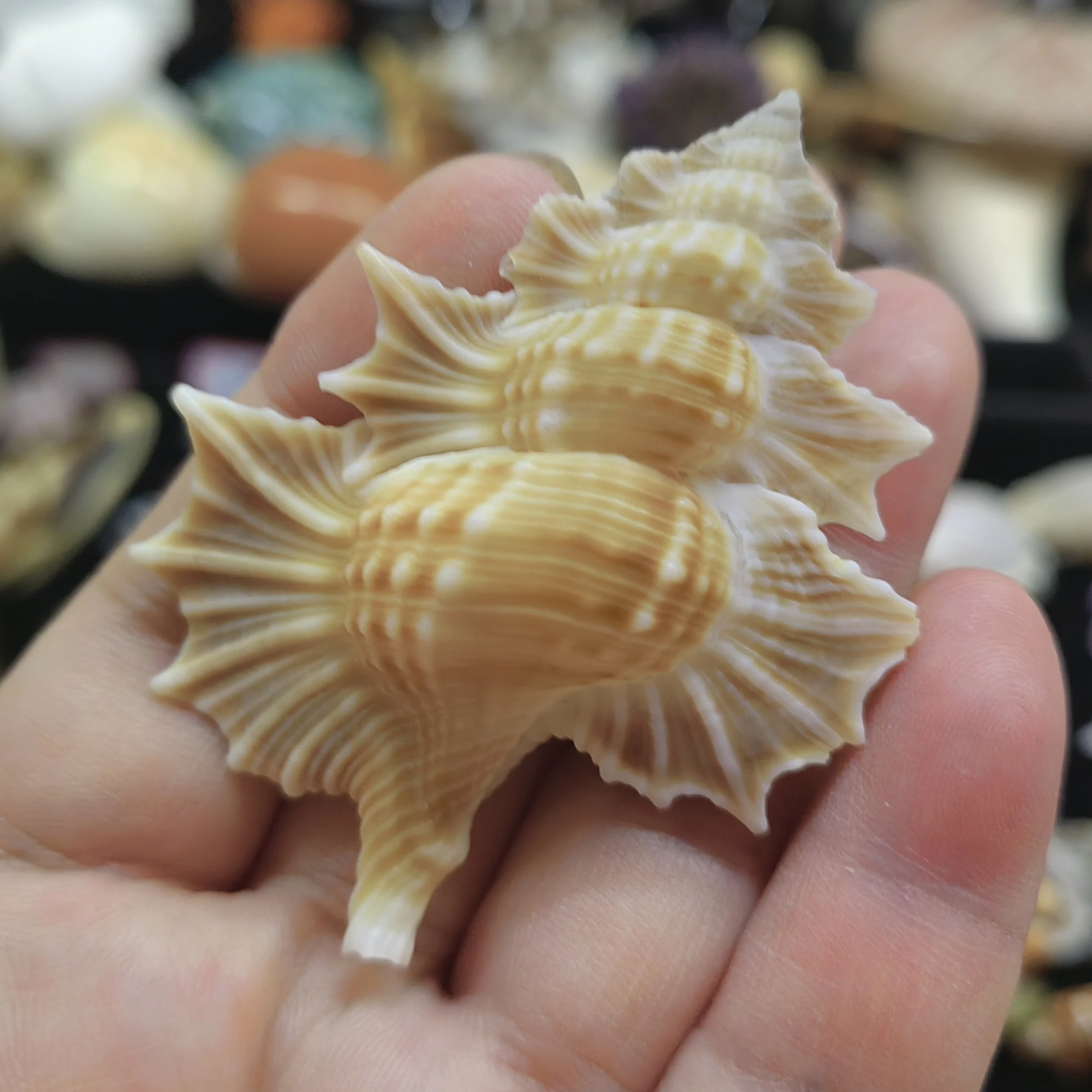 6-7cm Real Sea Shells Thousand Hand Conch Snails Authentic Natural Fish Ornaments Decoration Aquarium