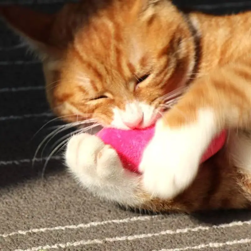 Pet Cat Mint Toy, Plush Toy with Sound-Producing Paper, Chewable Toy for Cats, Enrichment Toy That Is Durable and Helps Clean Te