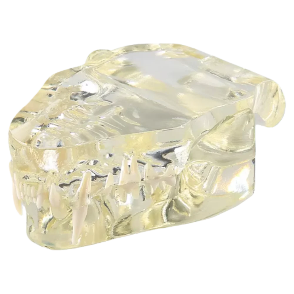 

Прозрачная модель кошачьих зубов, модель стоматологического зубного протектора для ветеринарного собачьего стоматолога, демонстрационное обучение