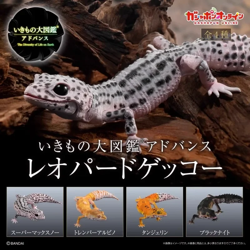 

BANDAI Original Kawaii Gashapon Figure Cute Biology Map Simulation Leopard Gecko House Lizard Capsule Toys Anime Figurine Gift