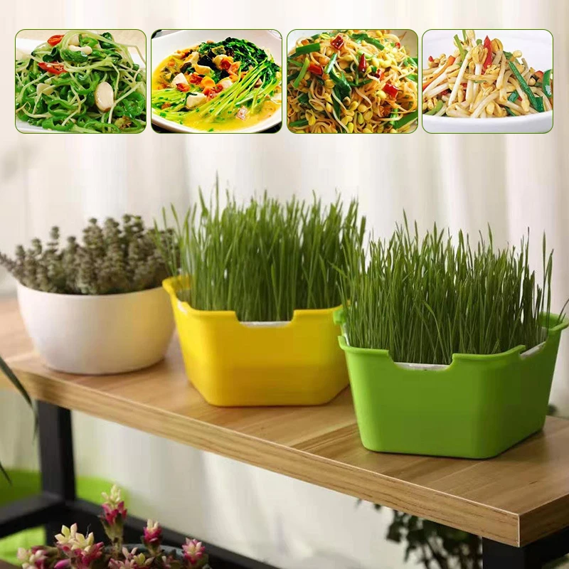 

Sprout Planting Pot Bean Sprouter Seedling Tray Wheat Grass Growing Germination