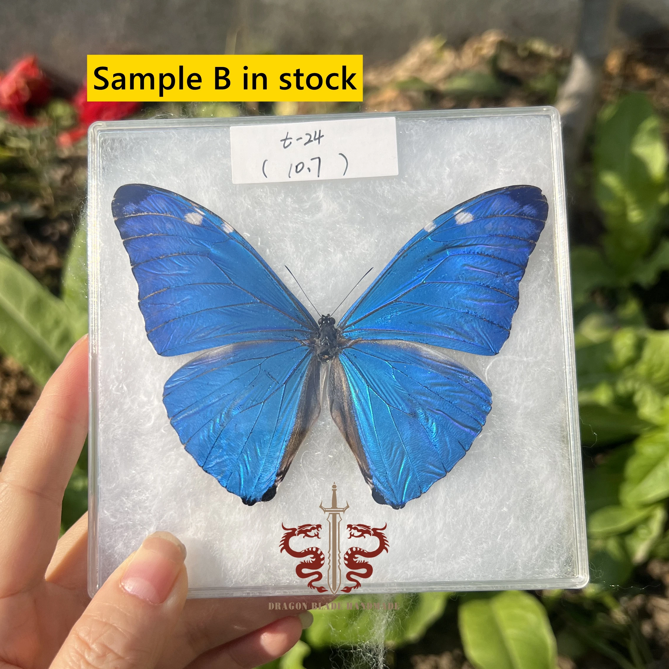 Butterfly specimen Morpho adonis female, 1pc wings spread A1/A- high quality, Decorative Display Collection Gifts view 3