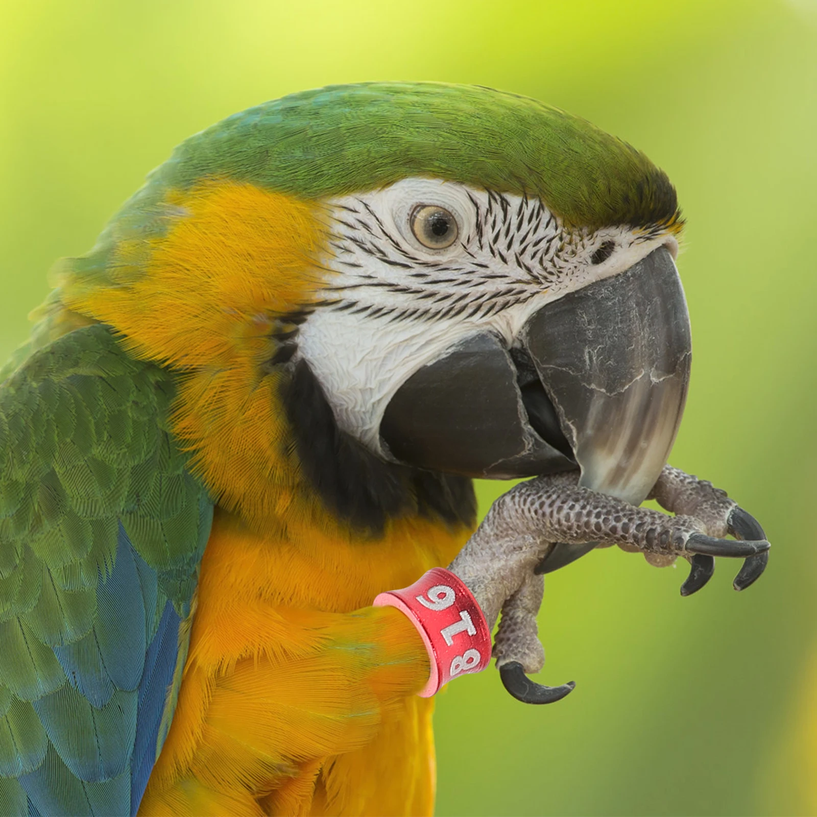 

50 Pcs Closed-mouthed Leg Ring Portable Bird Rings Numbered Poultry Bands Munia Pigeons Alloy Identification Foot Kit
