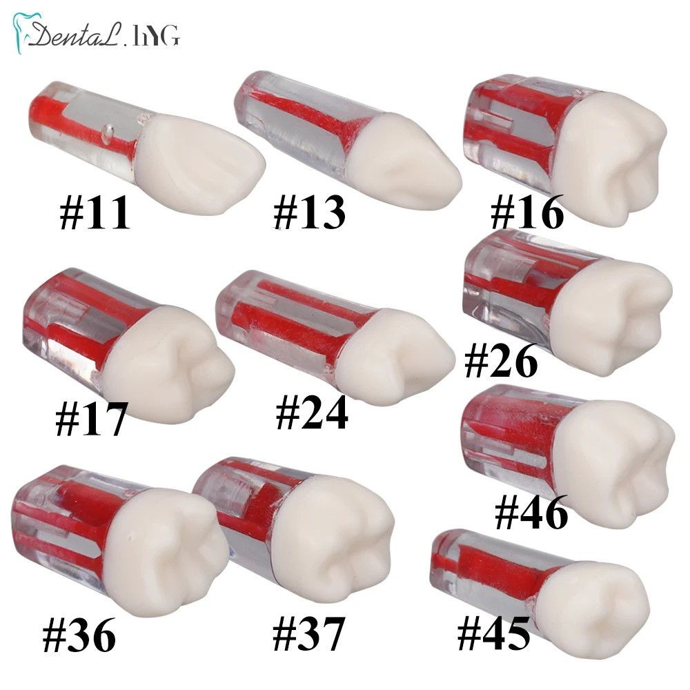 Dental Endo Training Block Tooth Endodontics Root Canal Model Dentistry RCT Students Practice Medullary Pulp Cavity Clear Resin