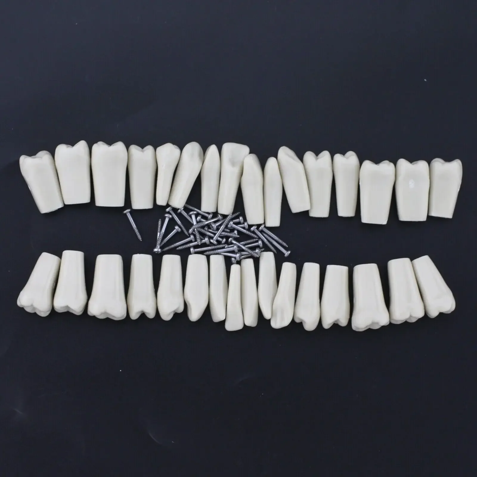 Columbia 860 Individual Teeth Dental Typodont Teeth Replacement Tooth 10pcs/lot Practice Teaching Model