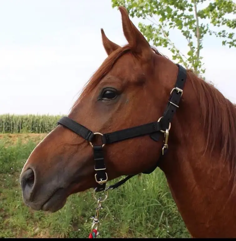 Venta al por mayor de productos ecuinos, Halteres para caballos con juego de cuerdas de plomo, equipo ecuestre de alta calidad, Collar para cabeza de montar a caballo