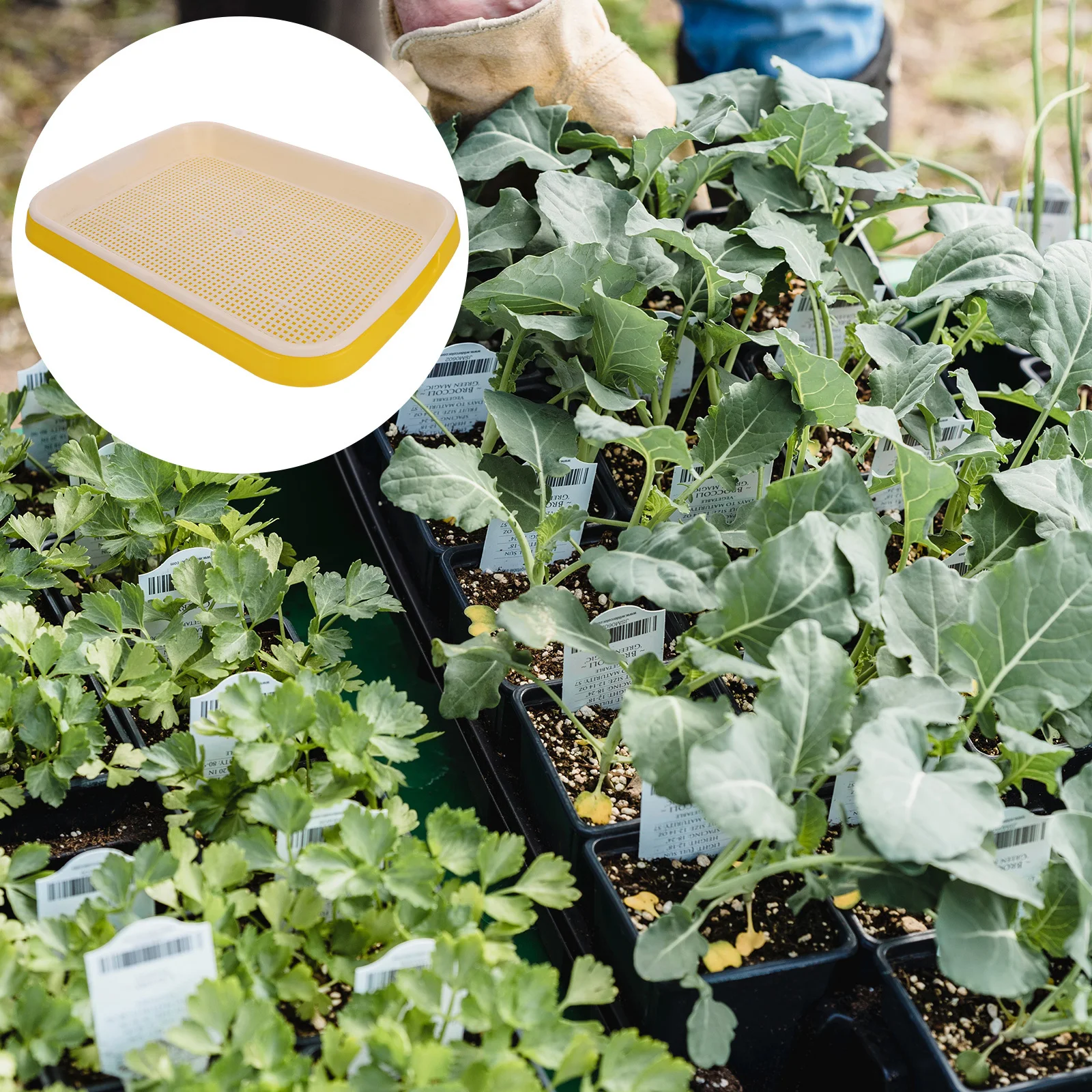 

2pcs Seedling Tray 10X20Cm Plastic Sprouter For Indoor Outdoor Use Double Layer Succulents Grower Plant Germination Starter