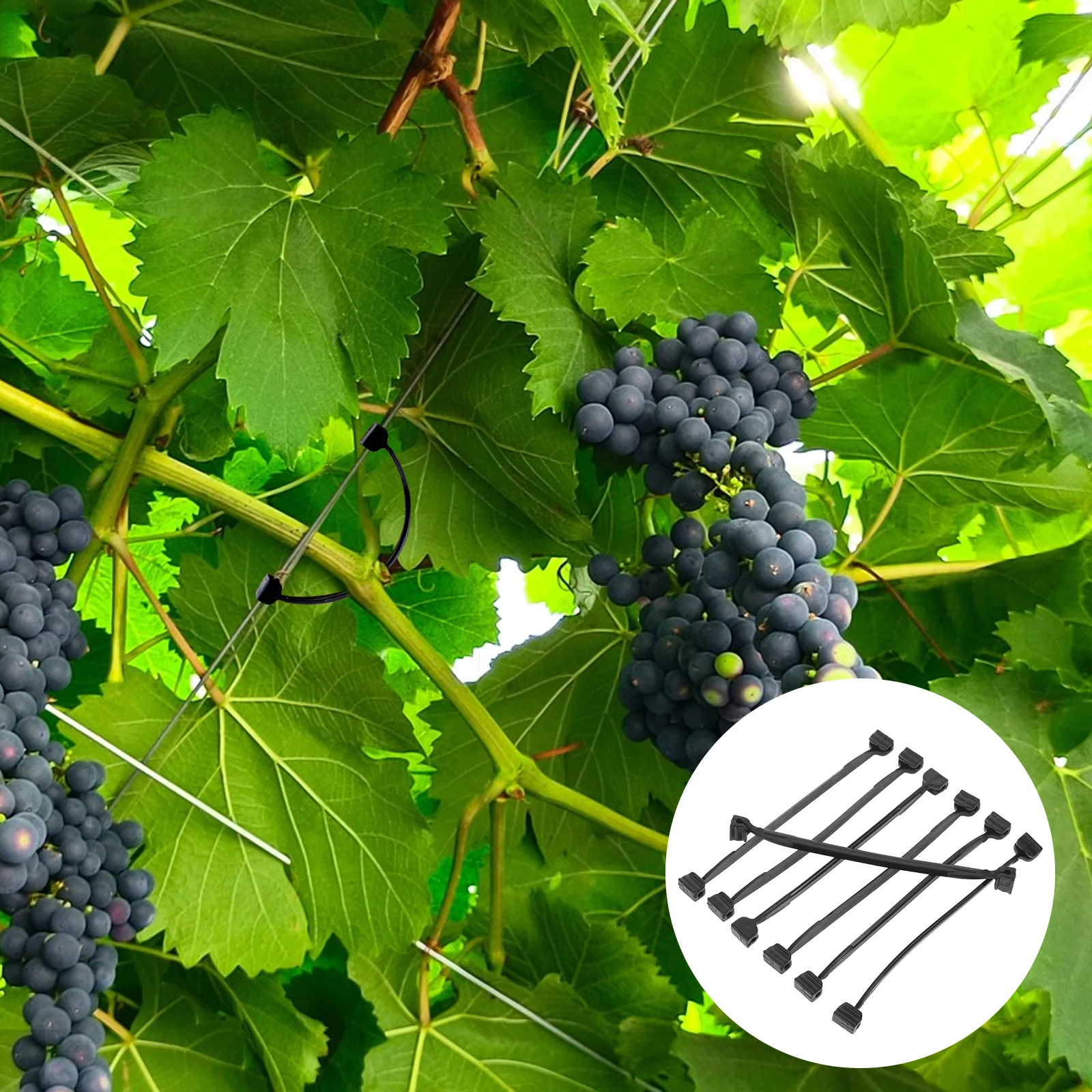 

Plastic Plant Clips Vine Support Stems Climbing Greenhouse Tomato Grape Bind Branch Safe Durable Reusable Garden Supplies Plant