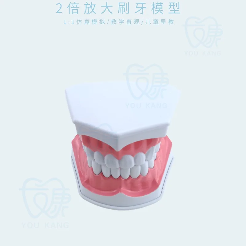 Oral model, tooth decay model, kindergarten-taught brushing model, tooth decay denture model 2x enlargement