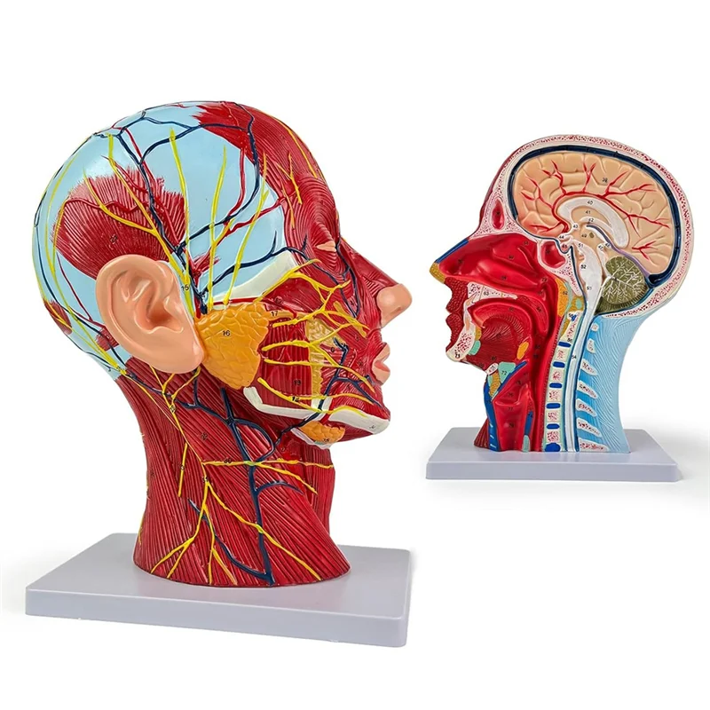 Life-Size Human Anatomy Model Of The Head And Neck, Detailed Neurovascular And Muscular Structures, 81 Labeled Parts