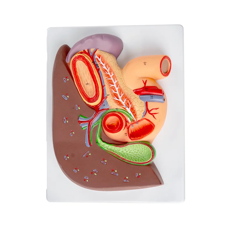 

Human Pancreas Liver Gallbladder Duodenum Gallstones Spleen Hepatic Anatomy Model