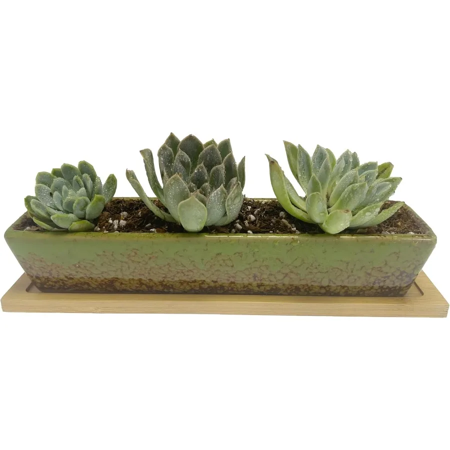 

Succulent Planter Pot Green Long Rectangle Ceramic Succulent Planter Pots Mini Flower Plant Containers with Bamboo Saucers for