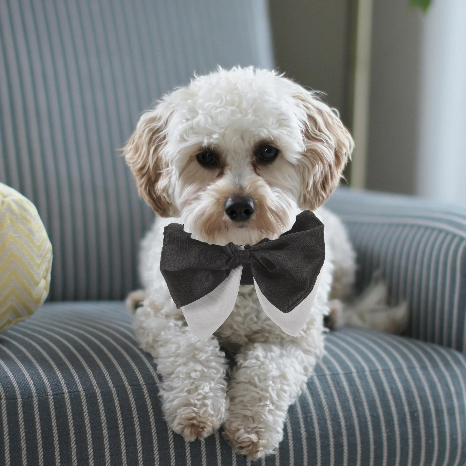 

Bowknot Adjustable Pet Collar Cat Neckwear Size Soft Comfortable Decorative Cat Collar Neck Bowtie for Parties