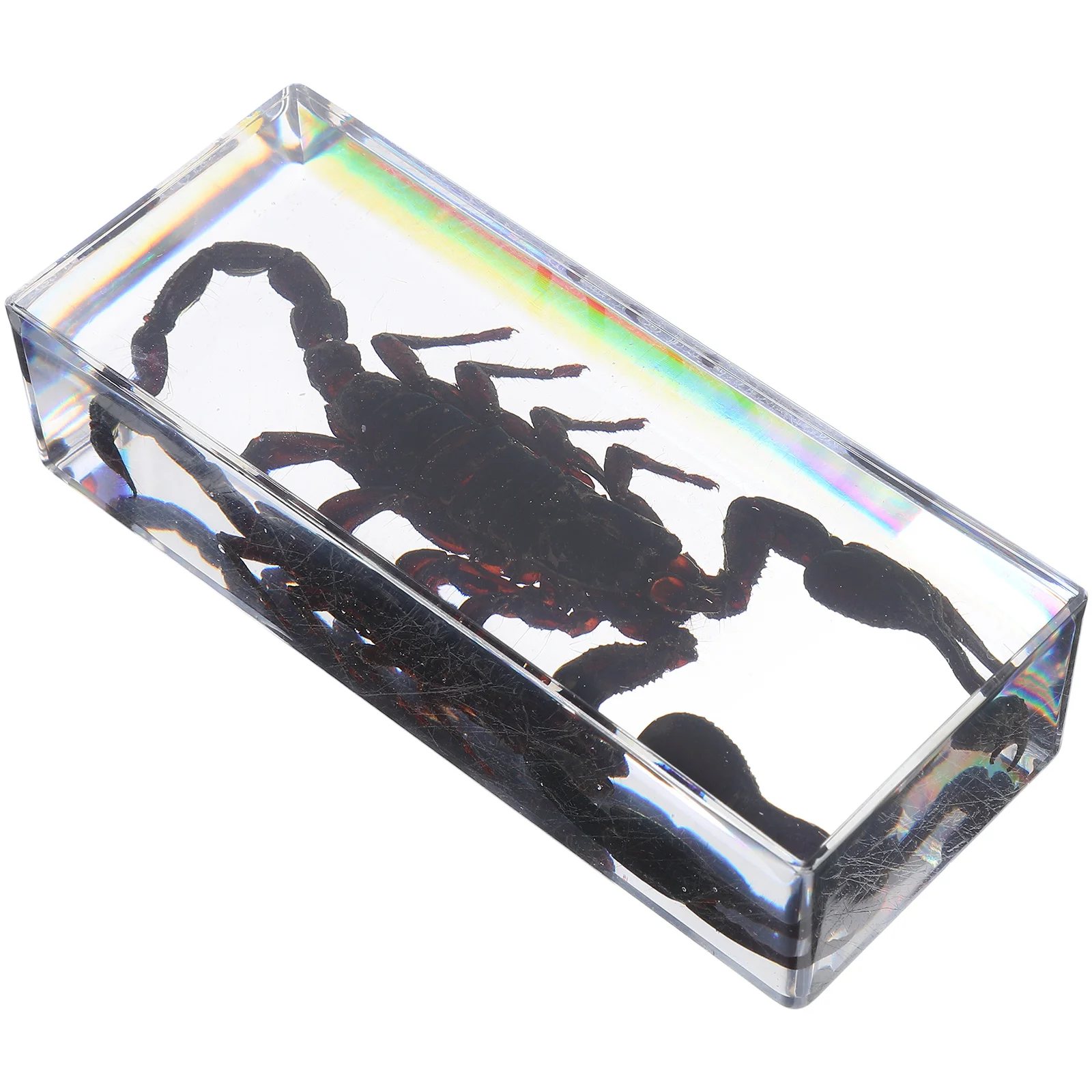 

Exquisite Resin Insect Paperweights Lifelike Educational Bug Collection Preserved Transparent Acrylic Specimens Science