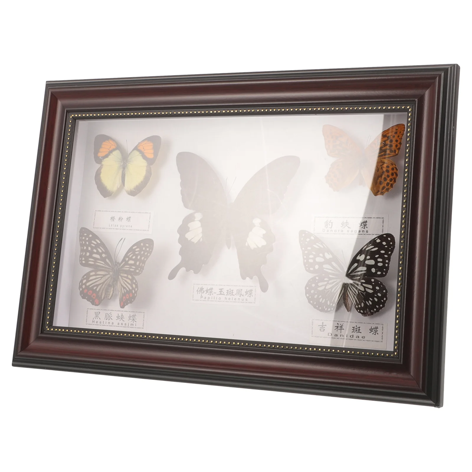 Butterflies Specimen Picture Frame Butterfly Photo Wall Decoration Wooden Display for Hanging