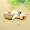Face Up White Cat