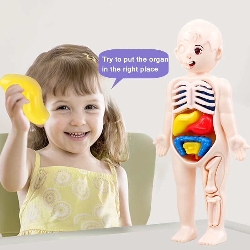 

3D Puzzle Mannequin Kid Montessori Anatomy Model Educational Learning Organ Assembled Toy Body Organ Teaching Tool For Children