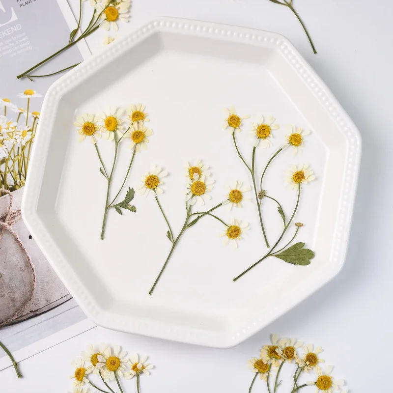 6-10cm/12PCS,Chamomile True pressed Flower DIY Cup Cushion Drip Glue Handmade Material Daisy phone case dry flower photo frame