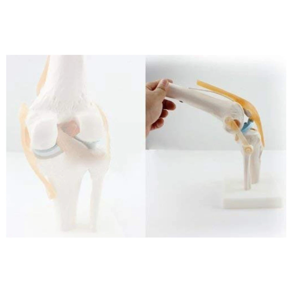New Knee Joint Simulation Model Anatomy Human 1:1 Life Size