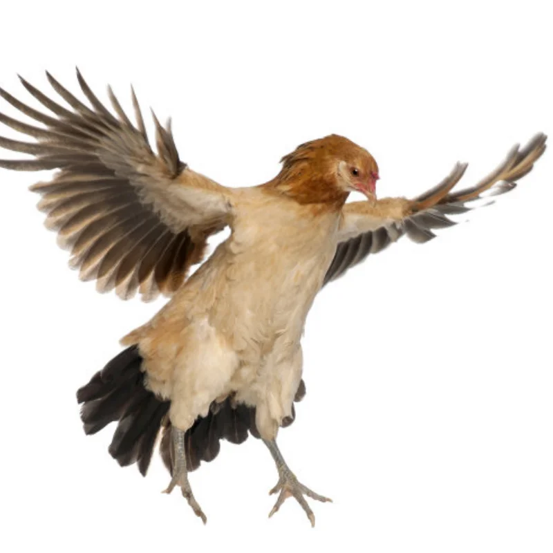 Mise à niveau de voiture RC, dissipateur de chaleur en aluminium, siège de montage de moteur pour pièces de mise à niveau de voiture TT01/DF02 RC