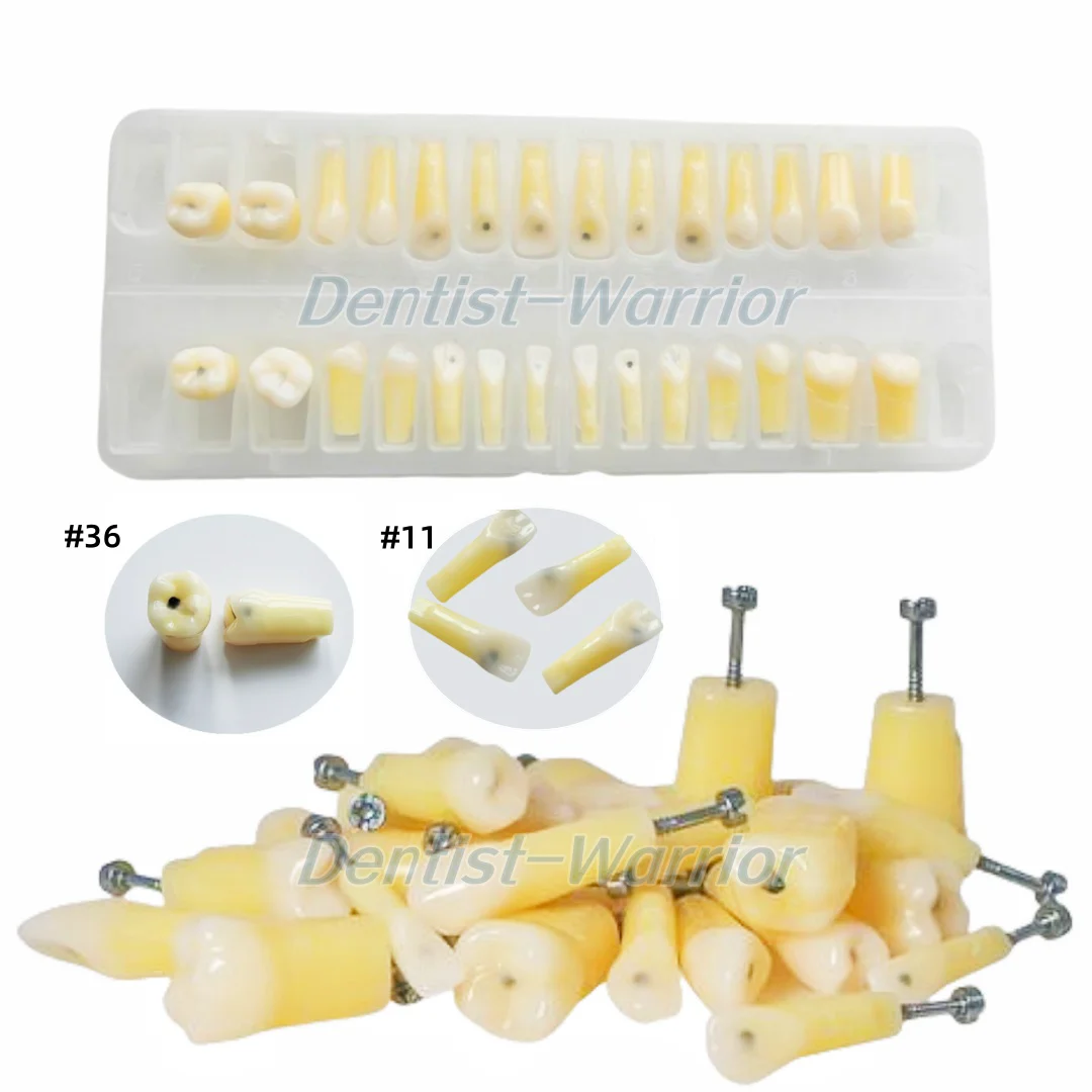 

28Szie Dental Caries Remove Decayed Teeth Practise Cuspid Model Decay Screws Teaching Model Study