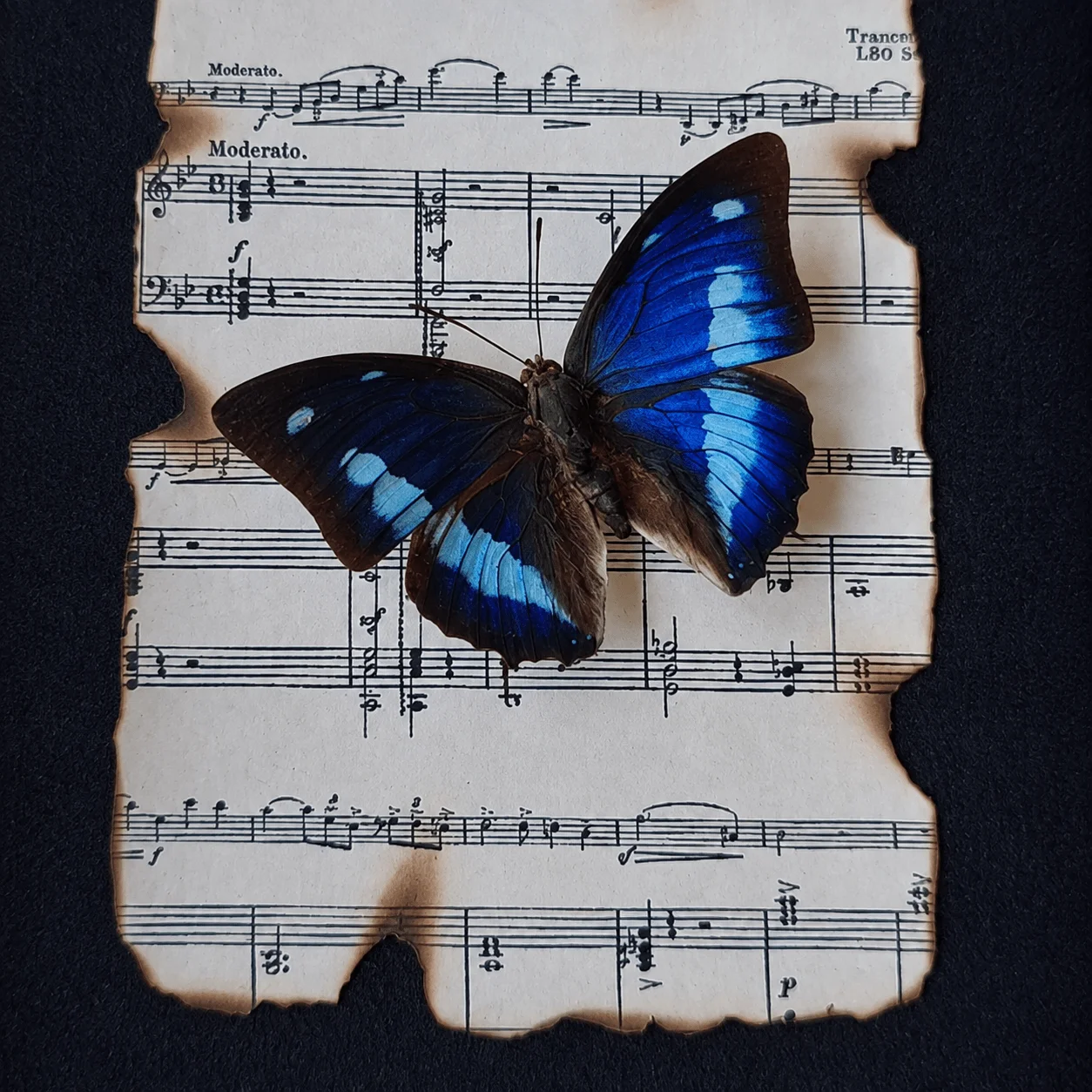 Framed Polygrapha Cyanea Butterfly, Blue Wing with Vintage Score, Classical Study and Office Decor