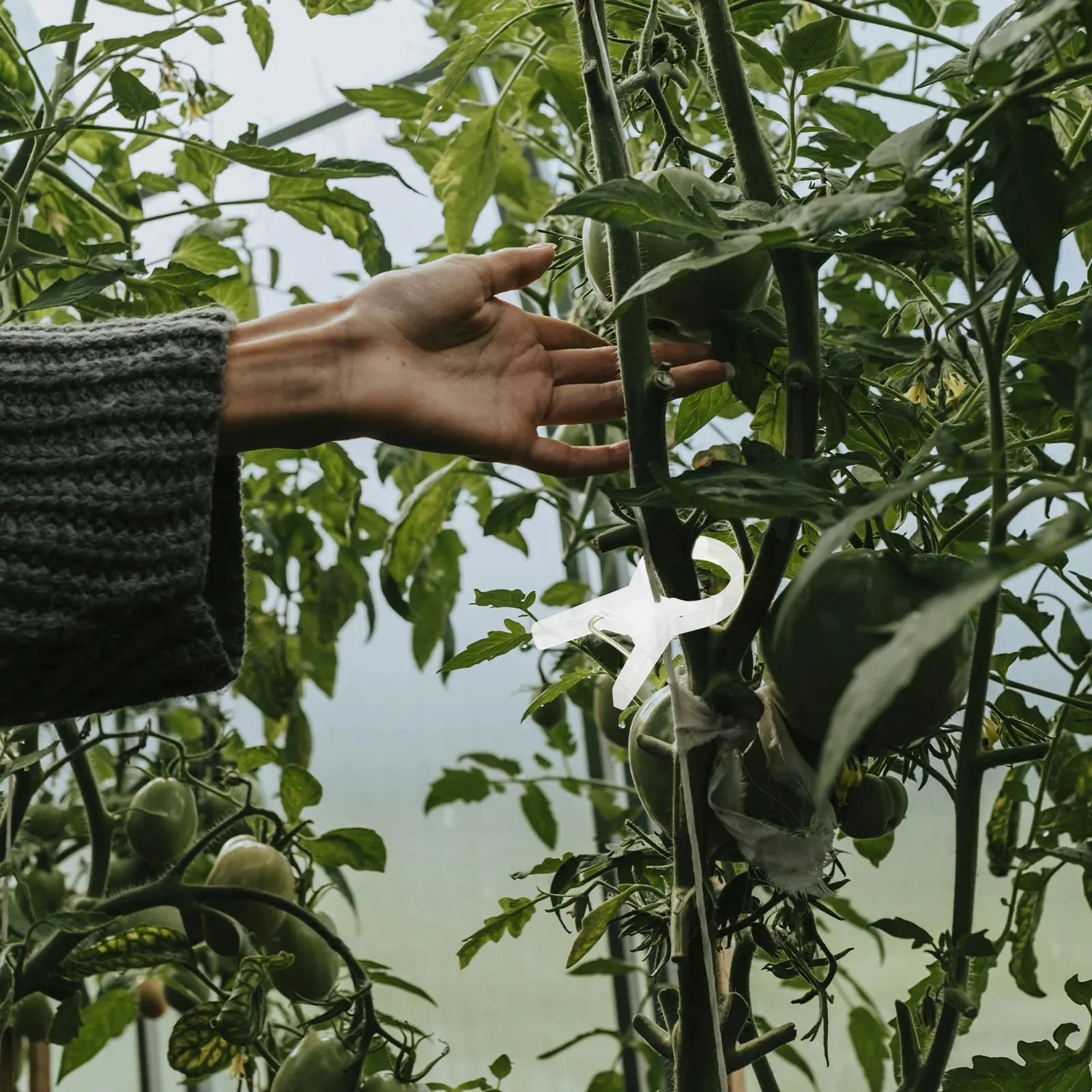 

100 шт., прозрачные зажимы для растений, гибкие прочные опоры для лозы для садовых помидоров, зажимы для растений для вьющихся растений, прозрачные