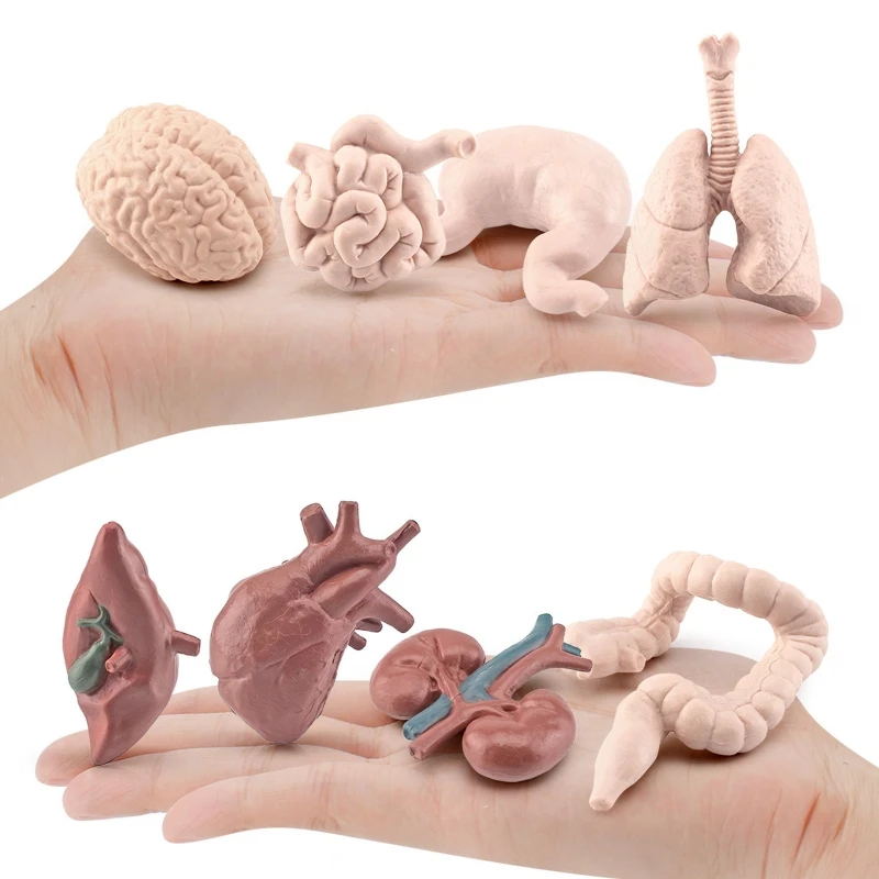 77HD Realistic Human Torso Organ Model Static Figurines Kids Montessori Teaching