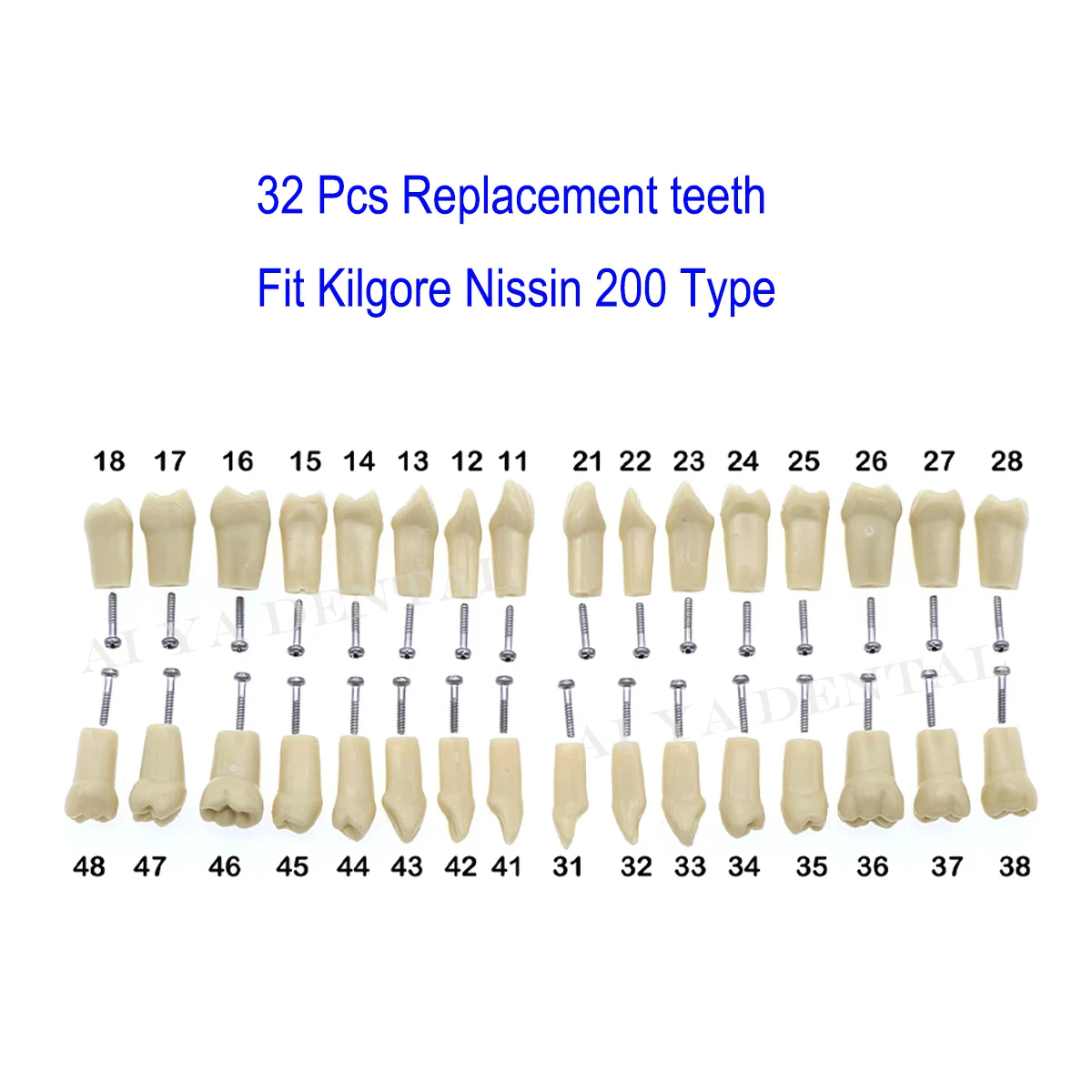 Dental Teeth Model Screw-in Replacement Teeth Compatible NISSIN 200 Type For Dentistry Preparation Training Teach Resin Material