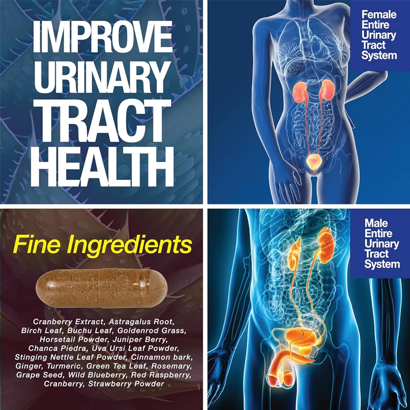 Kidney supports cleaning and repair - high-intensity liver cleaning supports urinary and bladder health