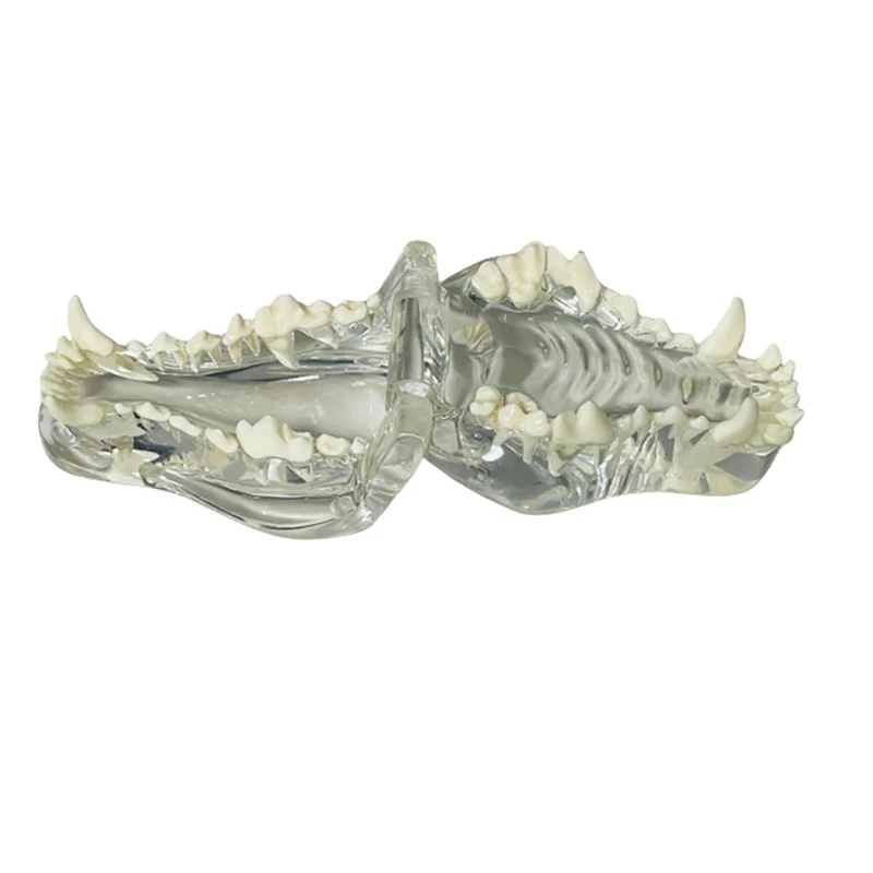 Transparent Canine Teeth Anatomical Model  Animals Oral Tooth Jaw For Veterinary Educational Tool