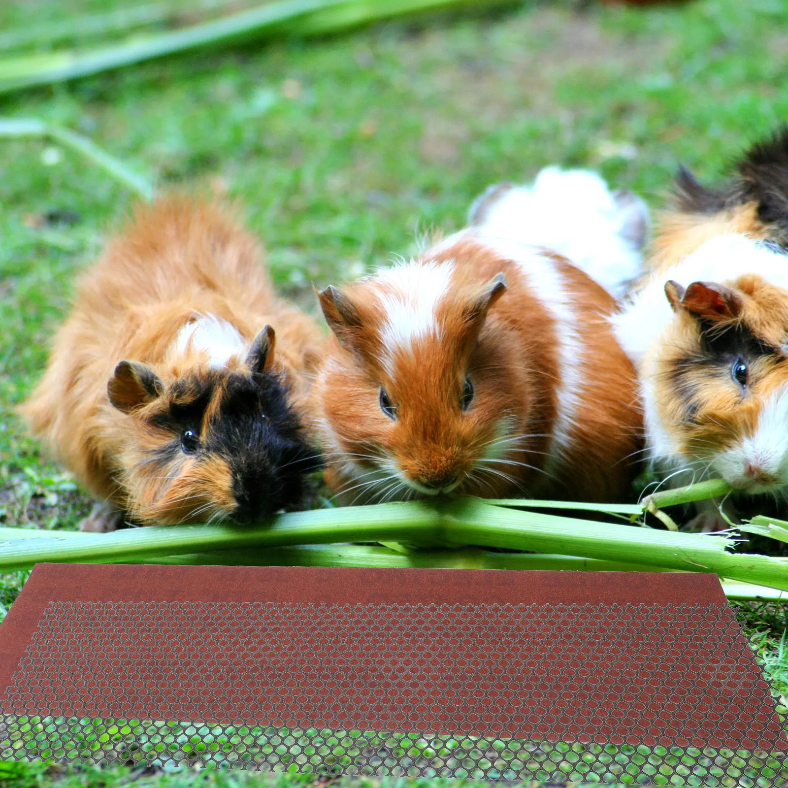 

Mini Hedgehog Running Wheel Nail Trimmer Polish Strip for Pet Exercise Ground Supplies Hollow Design Leakage Poop Removable