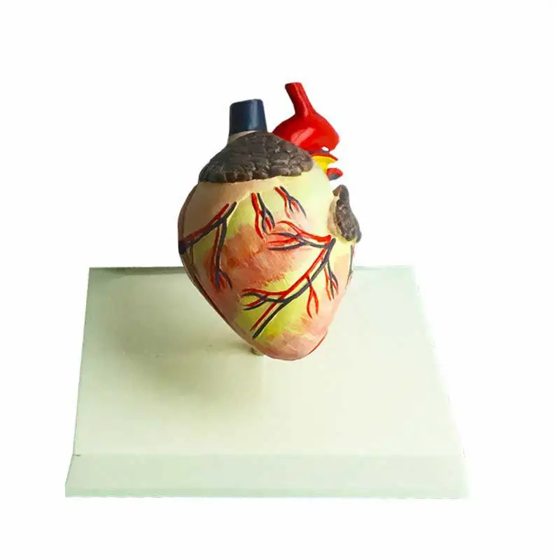 3D Dog Heart Anatomical Model Biological Science Teaching Demonstration Model