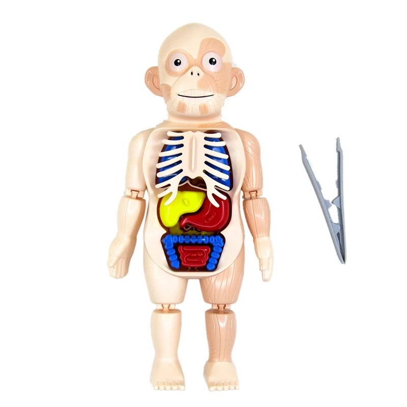 Modelo de anatomía del cuerpo humano para niños, juguete de ensamblaje de órgano humano de plástico, juguete educativo de ciencia DIY, Halloween